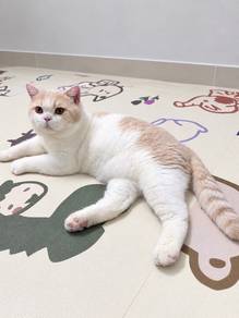 Mating Kucing