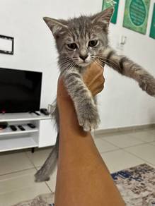 Anak Kucing Domestik Umur Sebulan Lebih