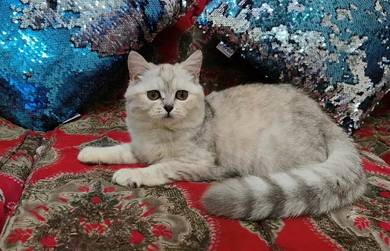 British Shorthair 