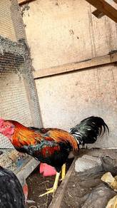 ayam pama jale