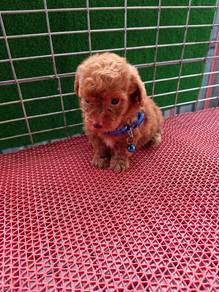 Super Cute Toy Poodle 1604B