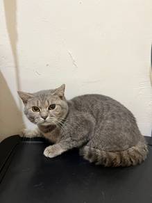 Kucing British Shorthair Mix