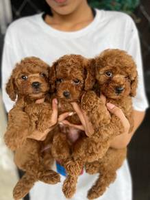 poodle6