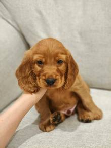 Cocker Spaniel 