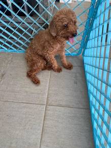 toy poodle for adoption with fee