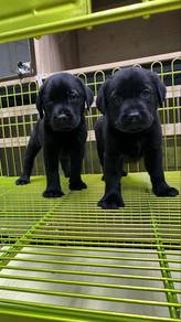 Labrador