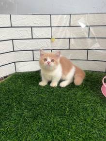 Bsh Munchkin kitten