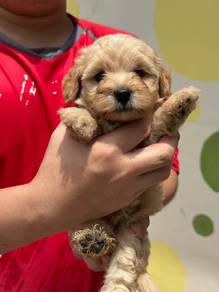 Pomapoo 🐶