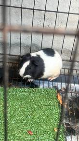 guinea pig