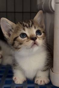 munckin calico female