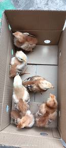 anak ayam RIR 