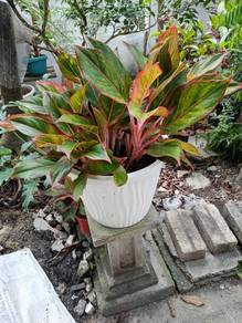 Aglaonema Red Lipstick