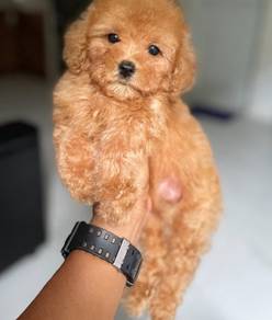 poodle 