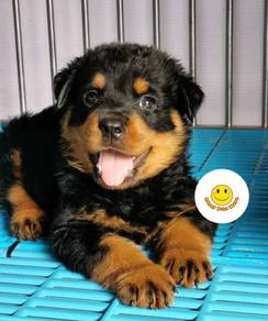 R7000 little cute and pretty Rottweiler doggie
