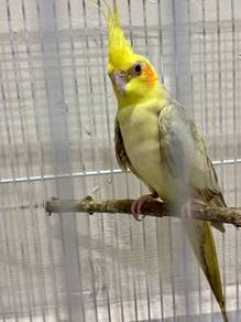 burung cockteil