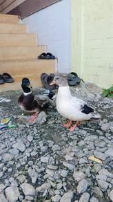 callduck matang comel