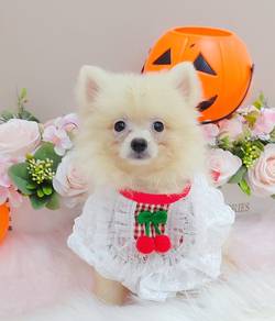 Pomeranian