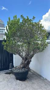 bonzai XXL size for sale