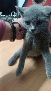 bsh kitten