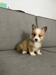 Corgi