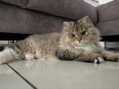 British Long Hair (BLH) Kitten