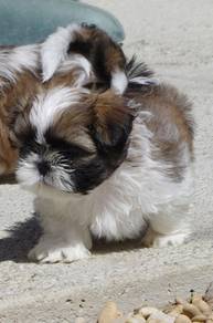 SS1000 Shih Tzu pure breed puppies