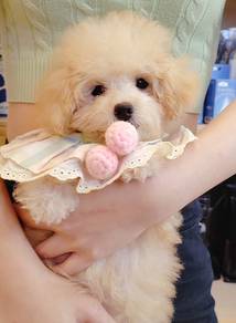 Maltipoo