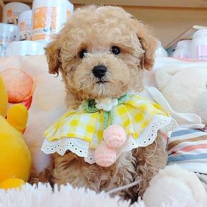 Poodle
