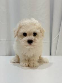 J0274 Maltese White Round Face Puppy