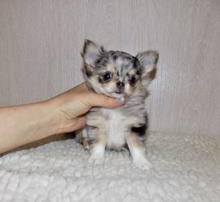 MBB9128 Chihuahua long haired dapple white color