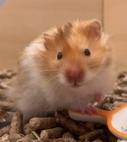 Hamster Syrian
