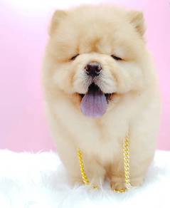 Chow Chow