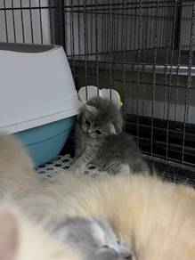 BSH / Scottish Fold/Straight