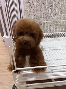 toy poodle