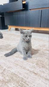 british shorthair