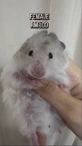 HAMSTER Big Bone Long Hair