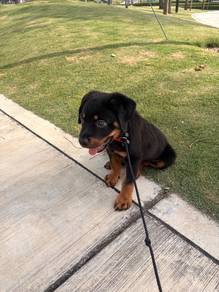 Rottweiler