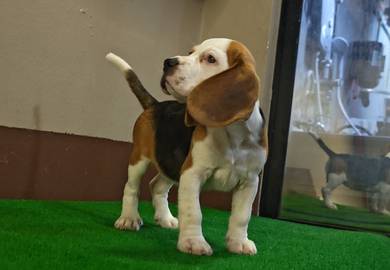 Beagle female puppy not Hush Puppies 