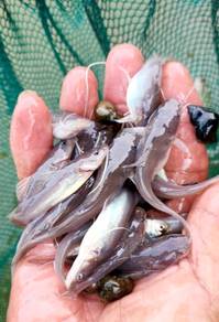 Anak Ikan Baung, Benih Baung, 白须公鱼苗