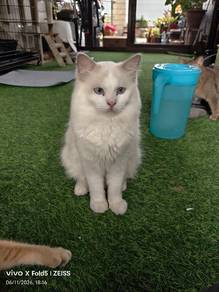 Ragdoll