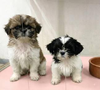 Shihtzu ( Nego) in Ipoh
