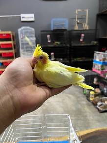 burung bird cockatiel boleh delivery