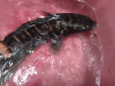 Ikan Toman