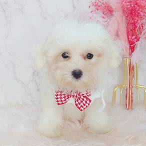 Maltese