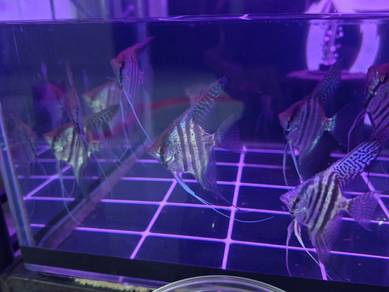 ownbreed premium angelfish