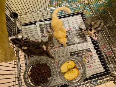 Sugar Gliders