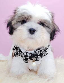 Shih Tzu