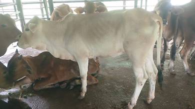 lembu dara untuk ibu kandang