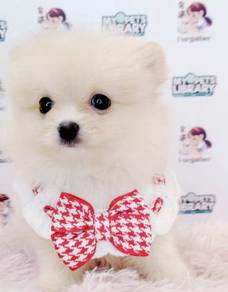 Pomeranian
