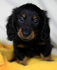 DD200 Mini Dachshund long haired black tan